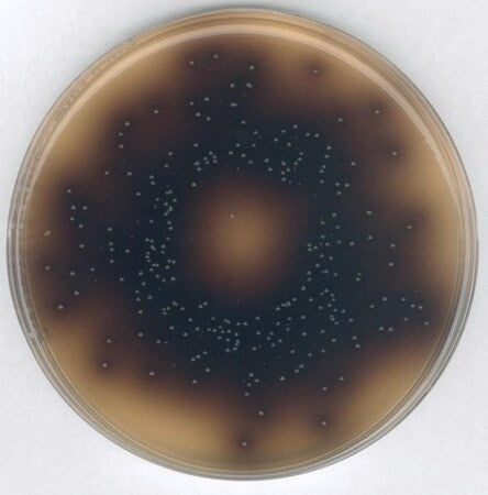 Merck Bile Aesculin Azide Agar acc. ISO 7899-2