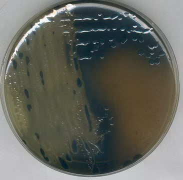 Merck Bismuth Sulfite Agar