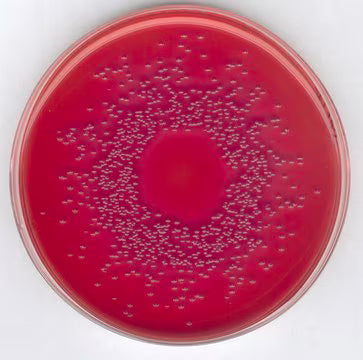 Merck MacConkey Agar