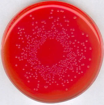 Merck Brilliant Green Phenol Red Lactose Sucrose (BPLS) Agar