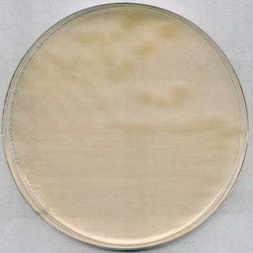 Merck R2A Agar