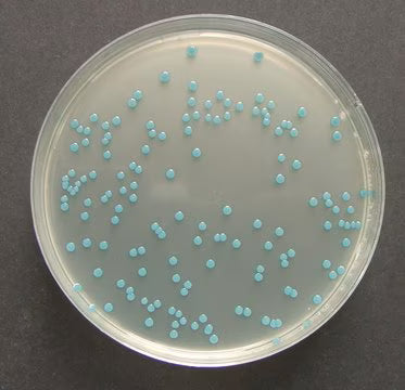 Merck Chromocult® Listeria Agar Base (Ottaviani and Agosti)