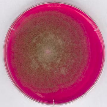 Merck Rose Bengal Chloramphenicol (RBC) Agar