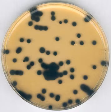 Merck Perfringens Selective Supplement
