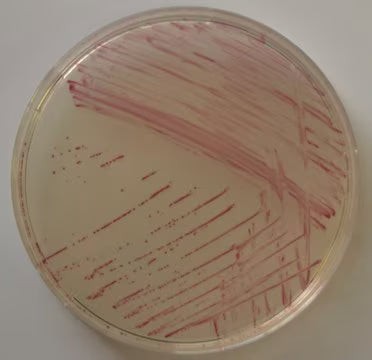 Merck Chromocult® Enterococci Agar