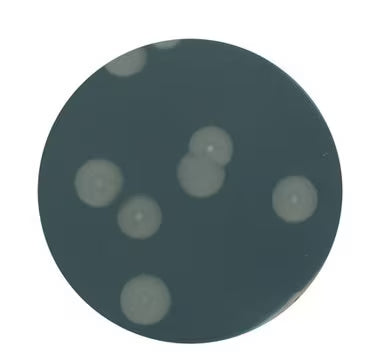 YEAST EXTRACT AGAR FOR MICROBIOLOGY by Merck agar medium for microbiology