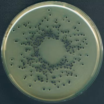Merck Egg Yolk Tellurite Emulsion