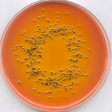 Merck SS Agar for the isolation of salmonellae and shigellae