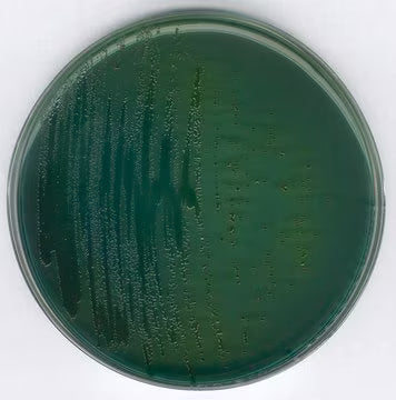Merck TCBS Agar Culture Medium