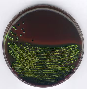 Merck EMB Agar for Enterobacteriaceae