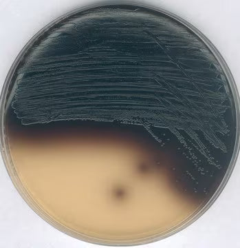 Merck Kanamycin Aesculin Azide Agar Base