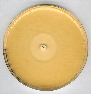 Merck Antibiotic Agar No. 11 (Grove and Randall)