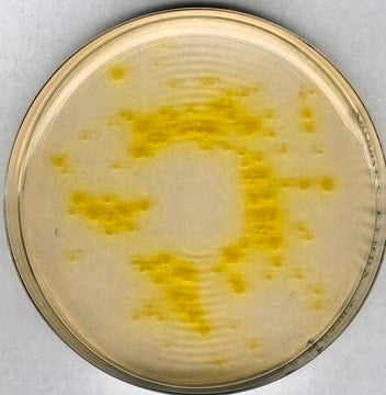 Merck Cetrimide Agar (Pseudomonas) (Supplement Included)