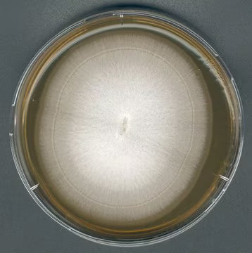 Merck GranuCult® Malt Extract Agar