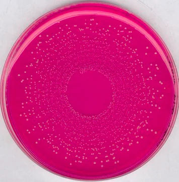 Merck Mannitol Salt Phenol Red Agar