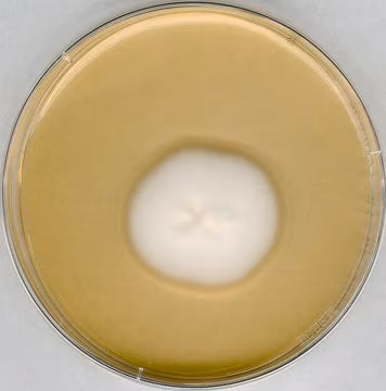 Merck Sabouraud 4 % Dextrose Agar for microbiology