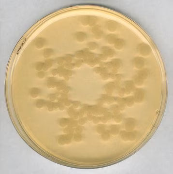 Merck Tryptic Soy Agar