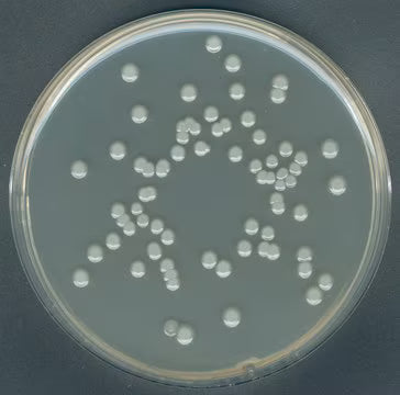 Merck Plate Count Agar