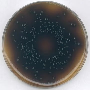 Merck Oxford Agar Base acc. ISO 11290