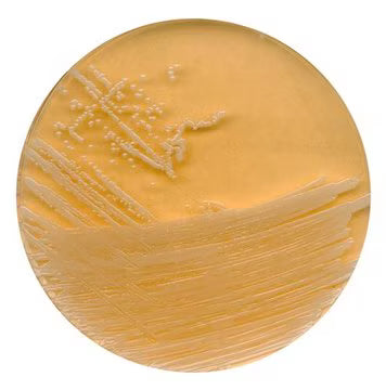 Merck Tryptic Soy Agar with Polysorbate 80 and Lecithin