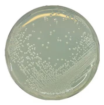 Merck BAT Agar according IFU Method No. 12 GranuCult®