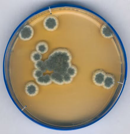 Merck CT Supplement