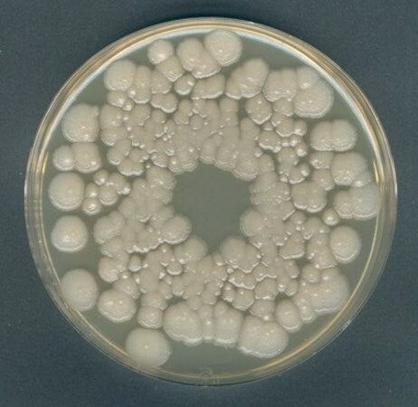 Merck GranuCult® Orange Serum Agar acc. IFU