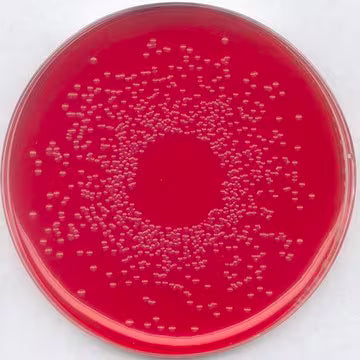 Merck BPLS Agar, Modified