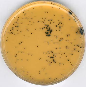 Merck Iron Sulphite Agar