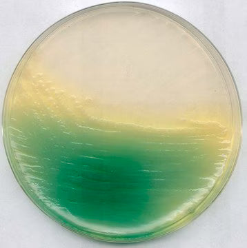 Merck King Agar B (Base) (Dansk Standard) for Microbiology