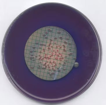 Merck m-FC Agar for Microbiology