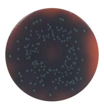 Merck PALCAM Listeria Selective Agar Base