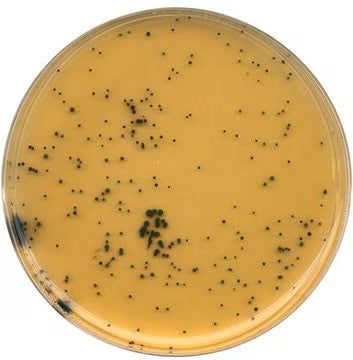 Merck GranuCult® TSC Agar Base acc. ISO 7937 and ISO 14189