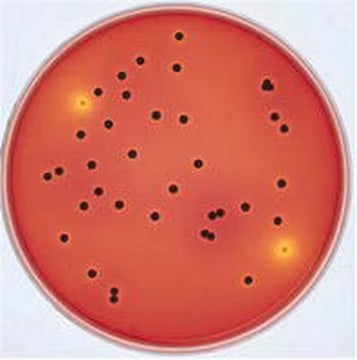 Merck XLT4 Agar Base