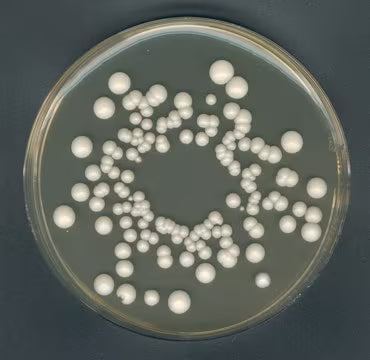 Merck YGC Agar (Yeast Extract Glucose Chloramphenicol), FIL-IDF
