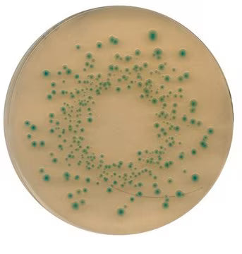 Merck TBX (Tryptone Bile X-glucuronide) Agar acc. ISO 16649 Chromocult®