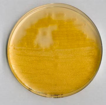 Merck Pseudomonas Agar F (Base)