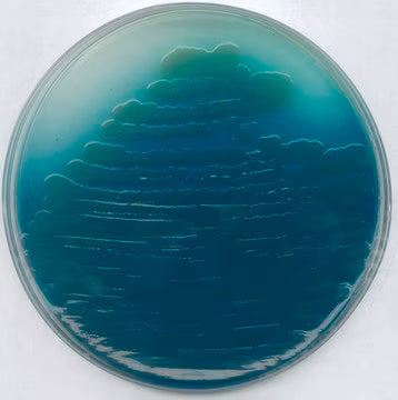 Merck Pseudomonas Agar P (Base)