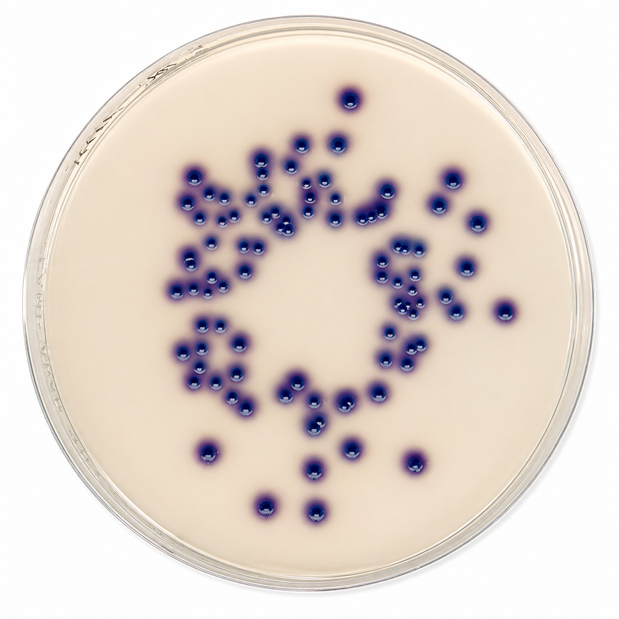 Merck Chromocult® Coliform Agar