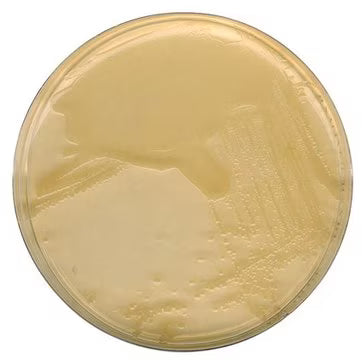 Merck LB Agar (Miller)