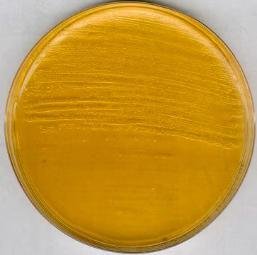 Merck GranuCult® prime Brain Heart Infusion Agar